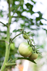 Green tomato in hothouse