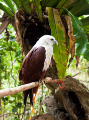 Brahminy Kite