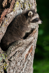 Young Raccoon (Procyon lotor) Blends in with Tree