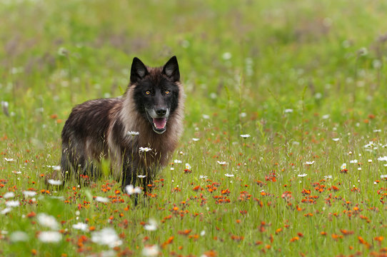 Fototapeta Black Phase Grey Wolf (Canis lupus) Stands in Field