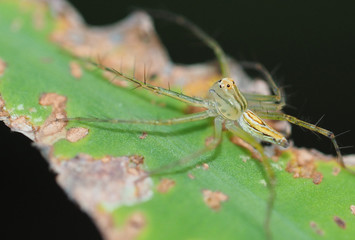 closeup spider nature background  