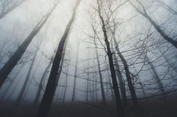 dramatic dark forest halloween scene