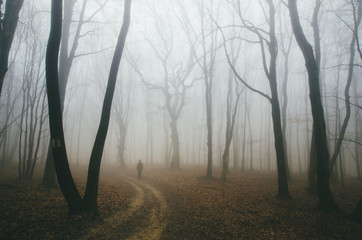 Fototapeta premium spooky forest road with man and twisted trees