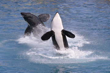 Naklejka premium Killer whales jumping out of water