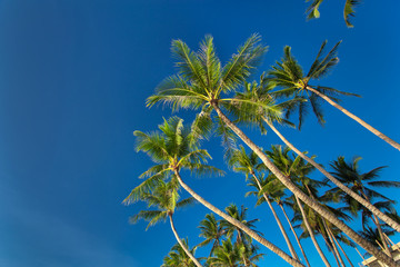 Top of palm tree on blue sky background