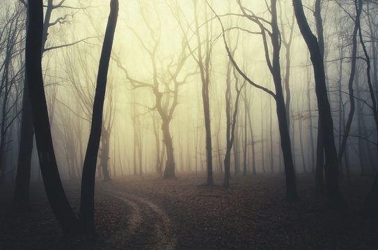 Fototapeta scary twisted trees in forest at sunset