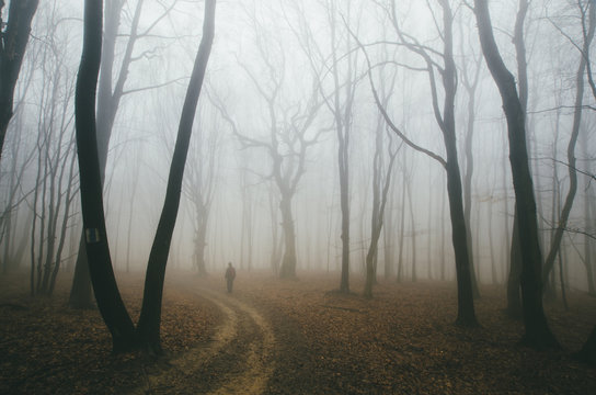 Fototapeta spooky forest road with man and twisted trees