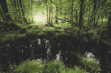 Fototapeta na wymiar green swamp vegetation