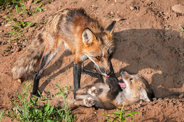 Red Fox Vixen (Vulpes vulpes) Holds Down Misbehaving Kit