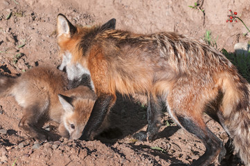 Naklejka na ściany i meble Red Fox Vixen (Vulpes vulpes) Grabs Kit
