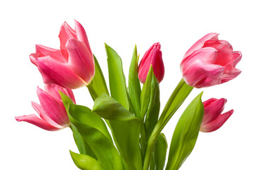 Close up view of the pink tulips on white