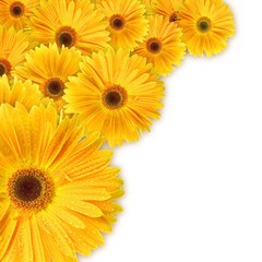 Fototapeta premium Closeup of orange daisy with water droplets