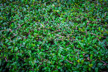 green grass background