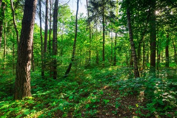Fototapeta na wymiar Wild european forest in summer