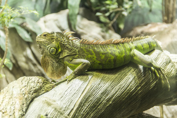 iguana on a wood