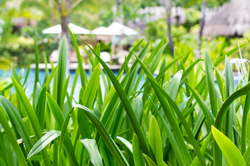 Green tropical leafs