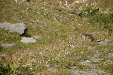 Marmotta