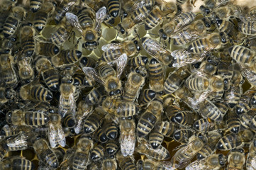 Honigbienen, Biene; Apis; mellifera