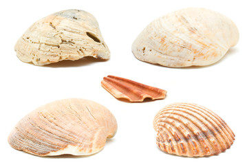 Muscheln