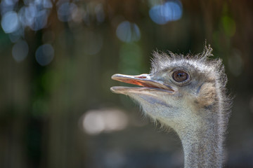 ostrich