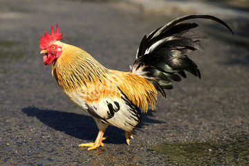  Beautiful multi-colored rooster