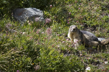 Fototapeta premium Marmotta