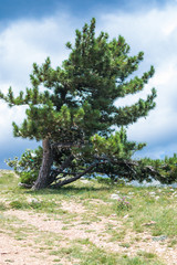 Landscape view of plateau Ai-Petri mountain