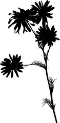 chamomile flower silhouette with four blooms on white