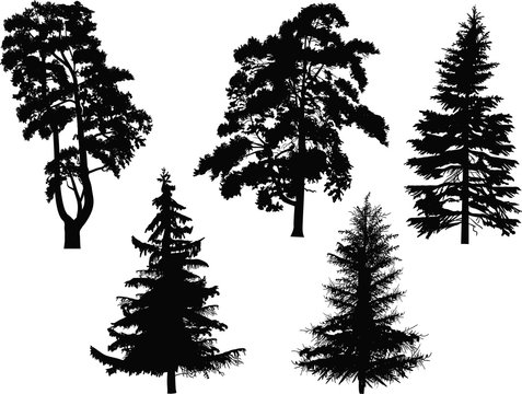 five black coniferous trees isolated on white