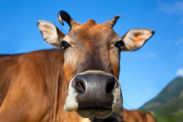 Head of cow closeup