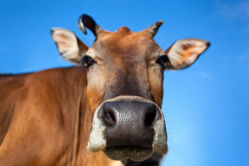 Head of cow closeup
