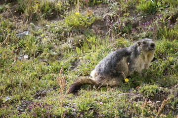 Marmotta