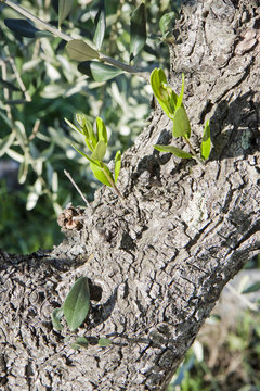 Olive tree bark with sprout