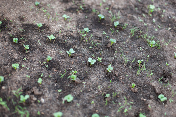 Garden beds