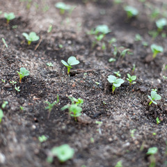 Garden beds