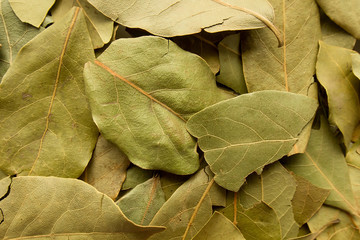 Bay leaves top view