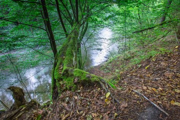 Wild european forest in summer