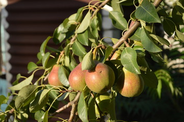 Летом в нашем садике