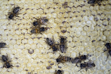 Honigbienen, Biene; Apis; mellifera