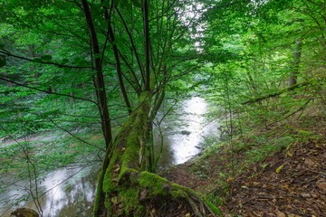 Wild european forest in summer