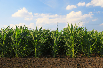 green corn field © Željko Radojko