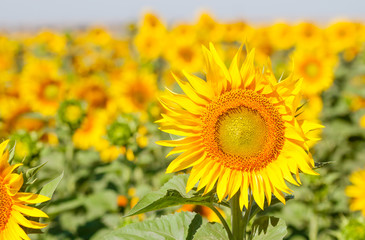 field of sunflowers