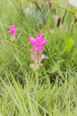 Fototapeta premium siam tulip