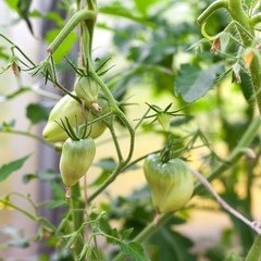 Green tomato in hothouse