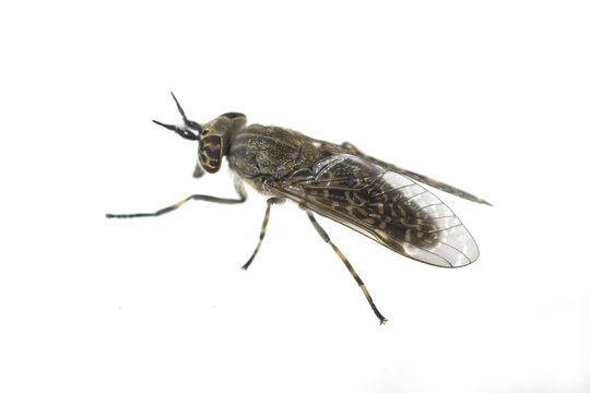 Bremse; Bremsen; Fliege; Tabanus Bovinus; Insekt;