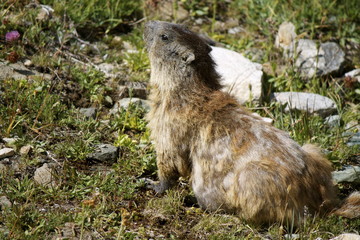 Marmotta