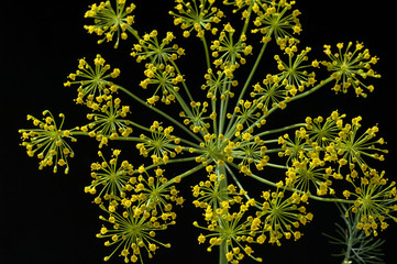 Dill; Anethum graveolens; Dilldolde; Heilpflanze;