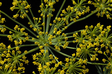 Dill; Anethum graveolens; Dilldolde; Heilpflanze;