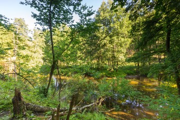 Beautiful landscape with summertime forest and river
