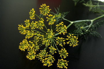Dill; Anethum graveolens; Dilldolde; Heilpflanze;